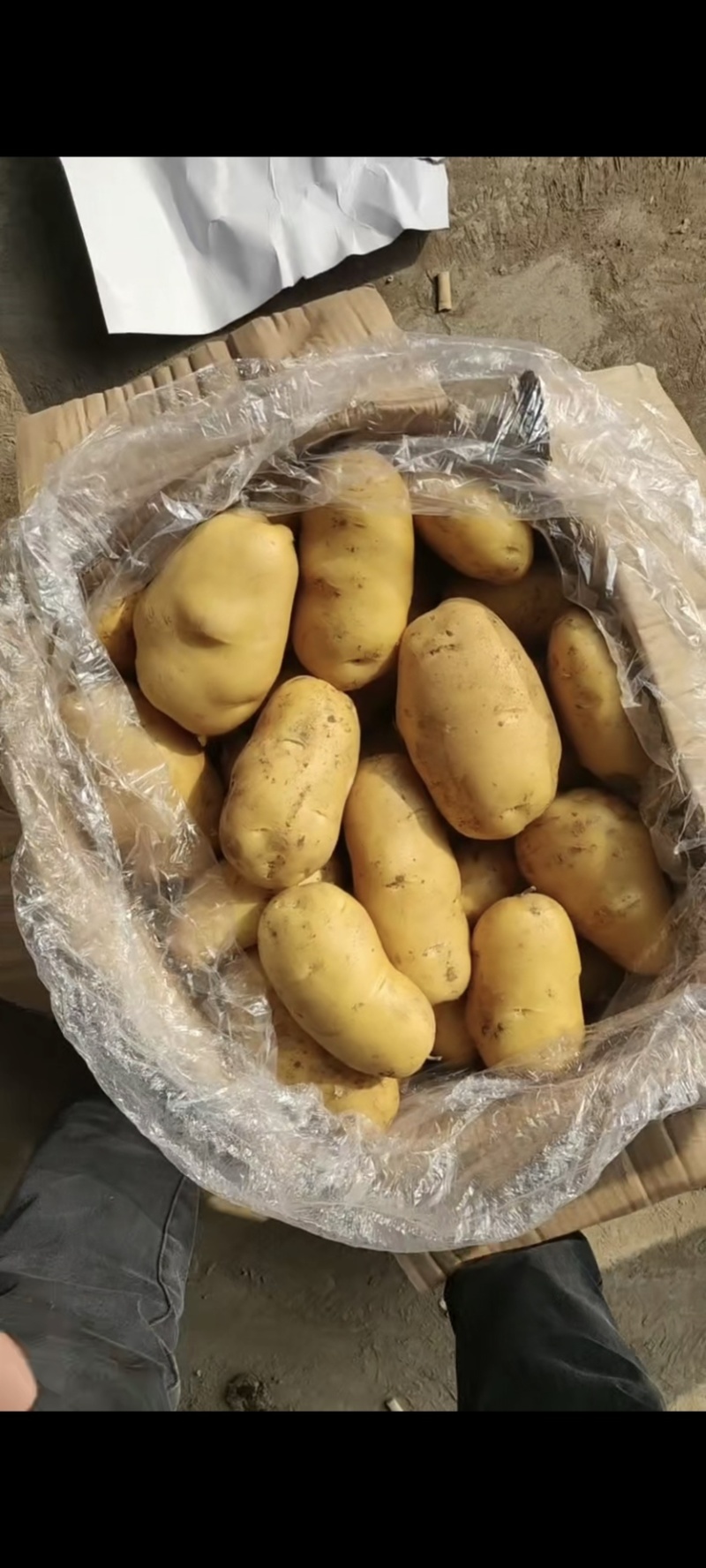 肥城精品库存土豆，大量供应，有需要的老板联系我