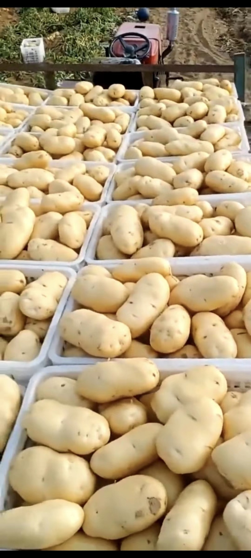 肥城精品库存土豆，大量供应，有需要的老板联系我