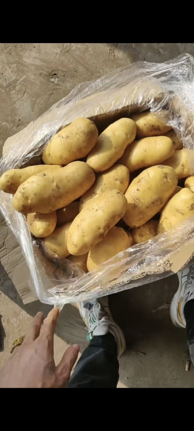 肥城精品库存土豆，大量供应，有需要的老板联系我