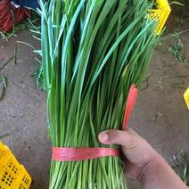 广东徐闻精品韭菜，一手货源，大量上市，产地直发，全国发货