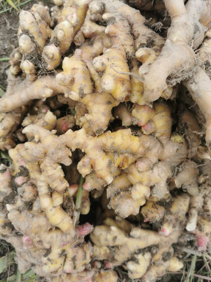 江西赣南上犹嫩姜小黄姜新鲜本地姜