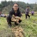 江西赣南上犹嫩姜小黄姜新鲜本地姜