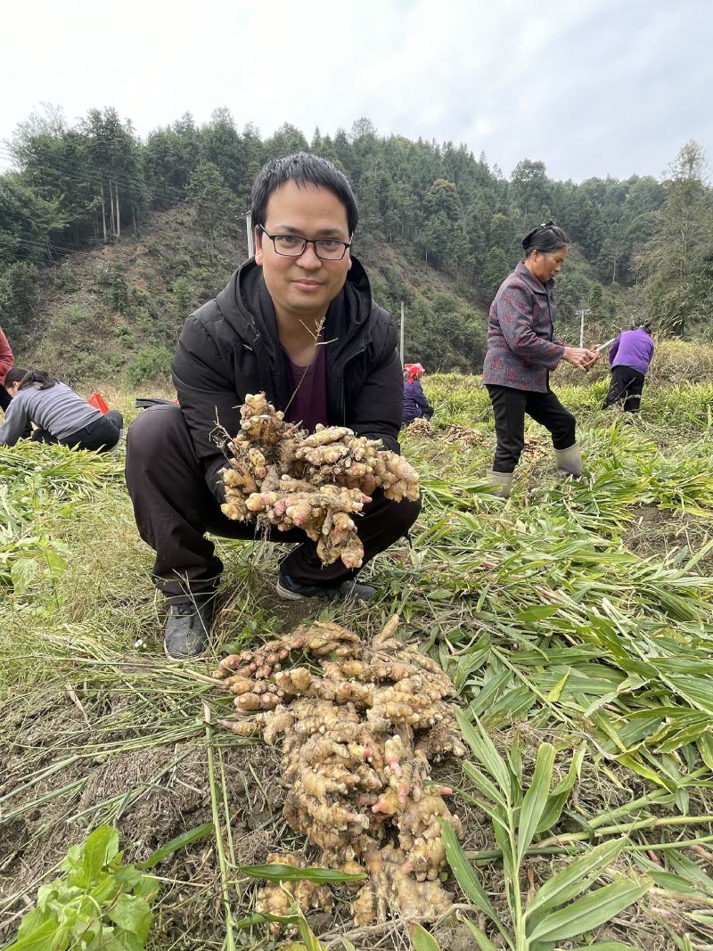 江西赣南上犹嫩姜小黄姜新鲜本地姜