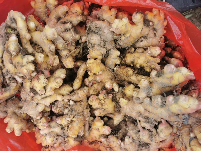江西赣南上犹嫩姜小黄姜新鲜本地姜