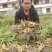 江西赣南上犹嫩姜小黄姜新鲜本地姜