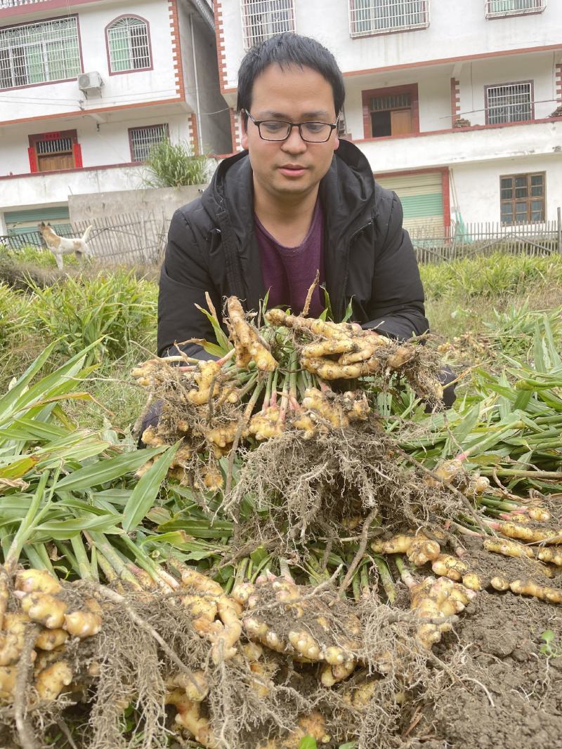 江西赣南上犹嫩姜小黄姜新鲜本地姜