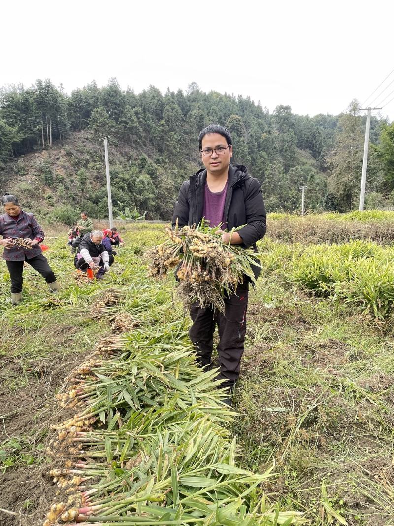 江西赣南上犹嫩姜小黄姜新鲜本地姜