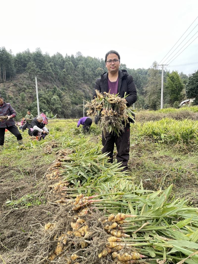 江西赣南上犹嫩姜小黄姜新鲜本地姜