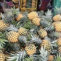 广东徐闻菠萝的海香水菠萝，大量一手货源，现摘现发