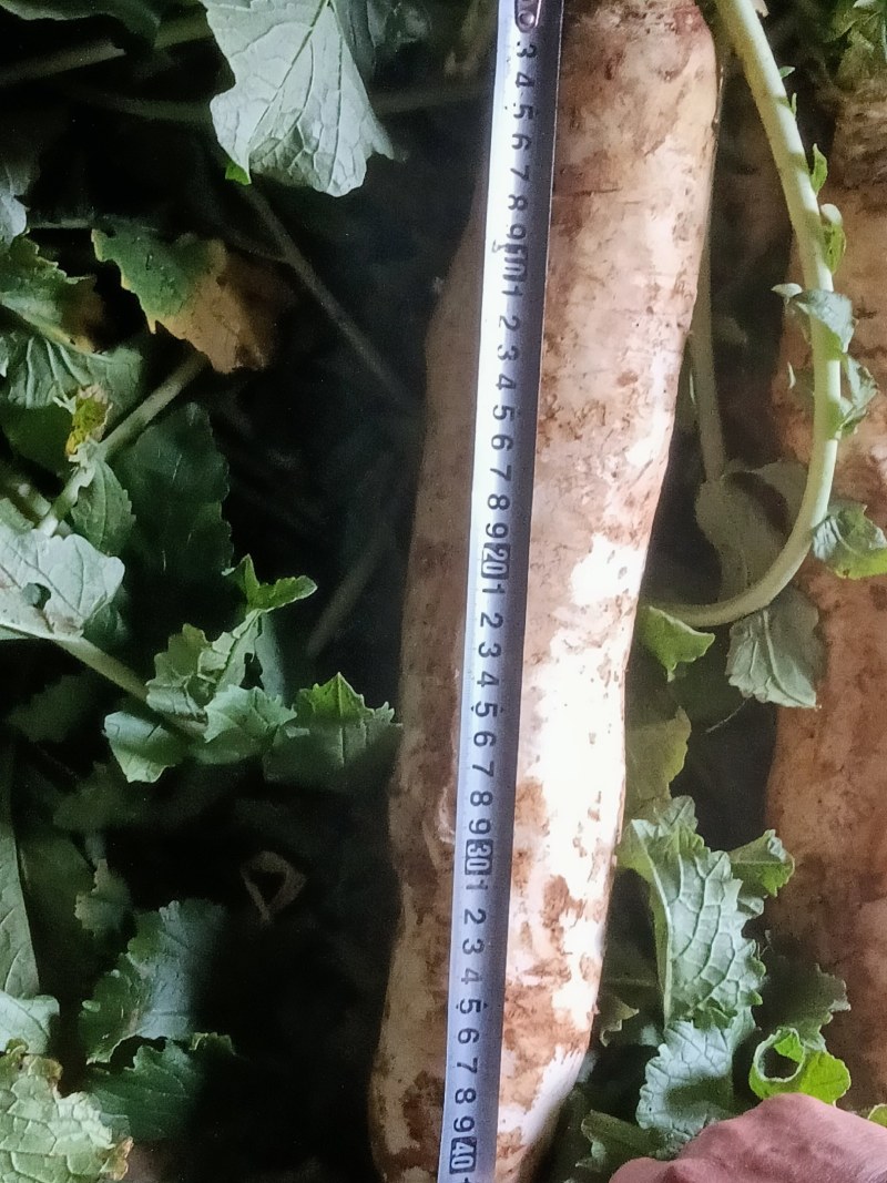 供应白萝卜100吨，价格来电商量+微hxh4206344