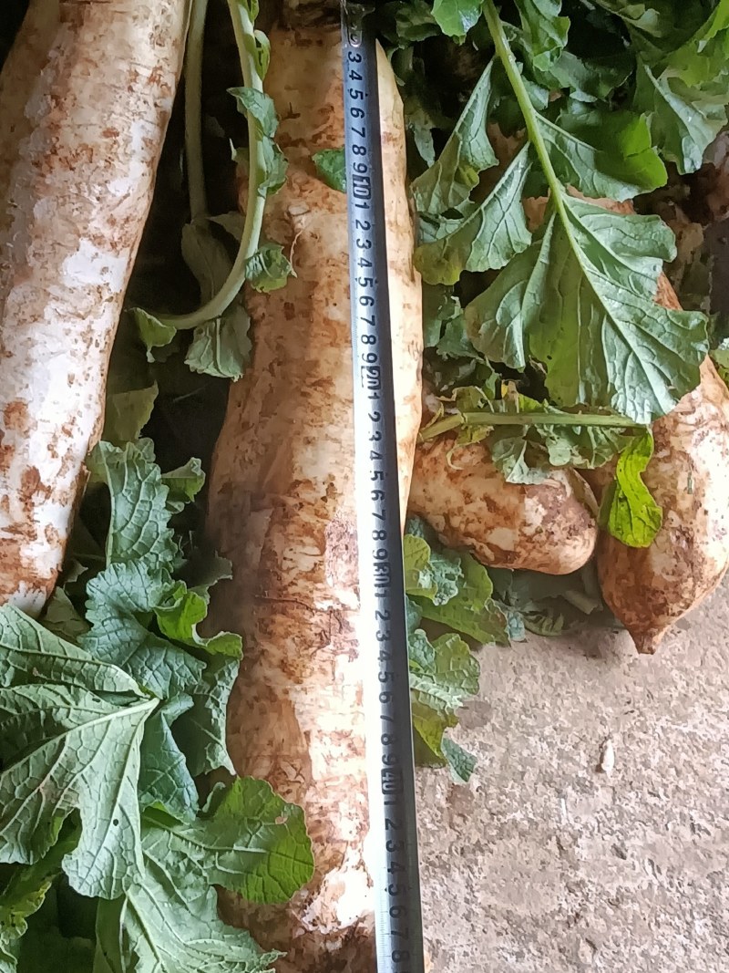 供应白萝卜100吨，价格来电商量+微hxh4206344