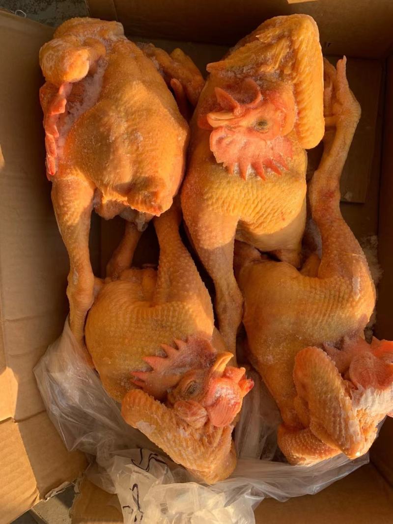 白条鸡，西装鸡，三黄鸡，规格齐全质量保证价格实惠