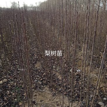 梨树苗