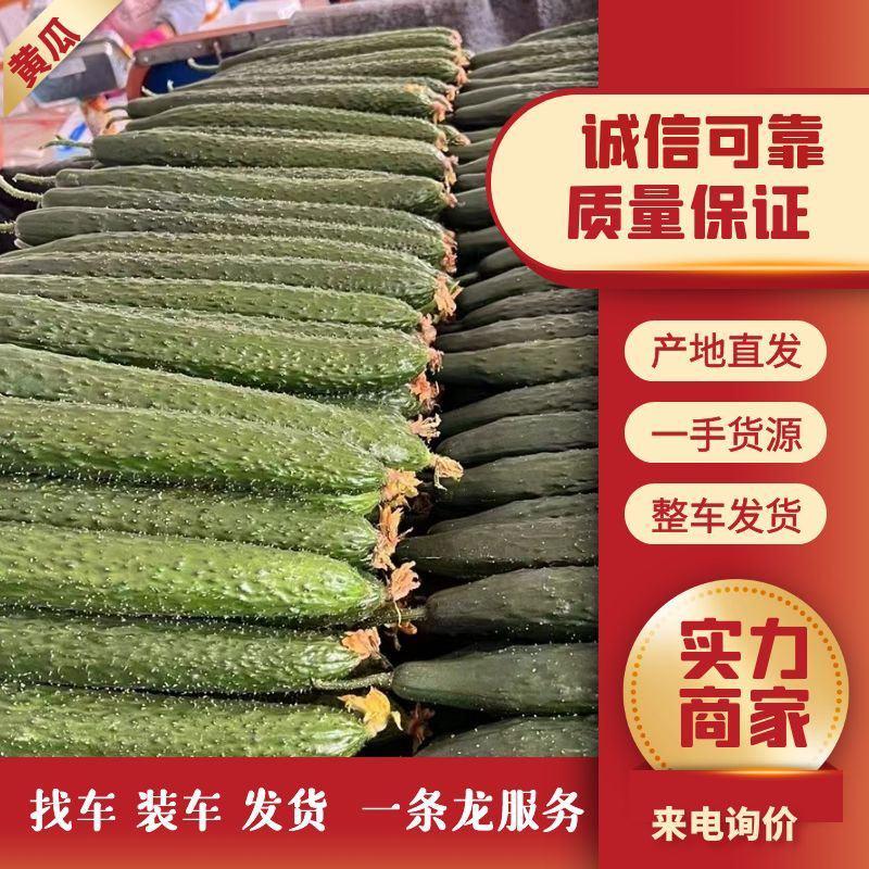 云南黄瓜顶花带刺黄瓜，产地直发，货源稳定供应全国市场