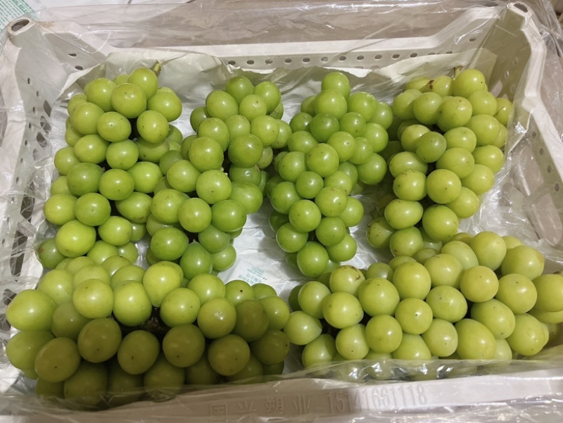 葡萄