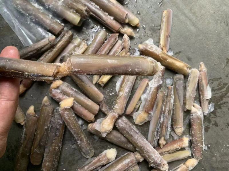 竹蛏批发蛏子批发竹蛏大竹蛏海蛏批发海蛏大海蛏