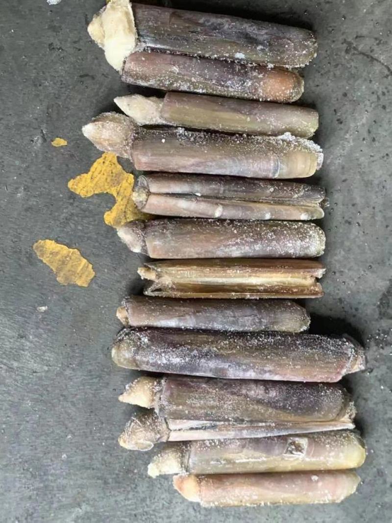 竹蛏批发蛏子批发竹蛏大竹蛏海蛏批发海蛏大海蛏