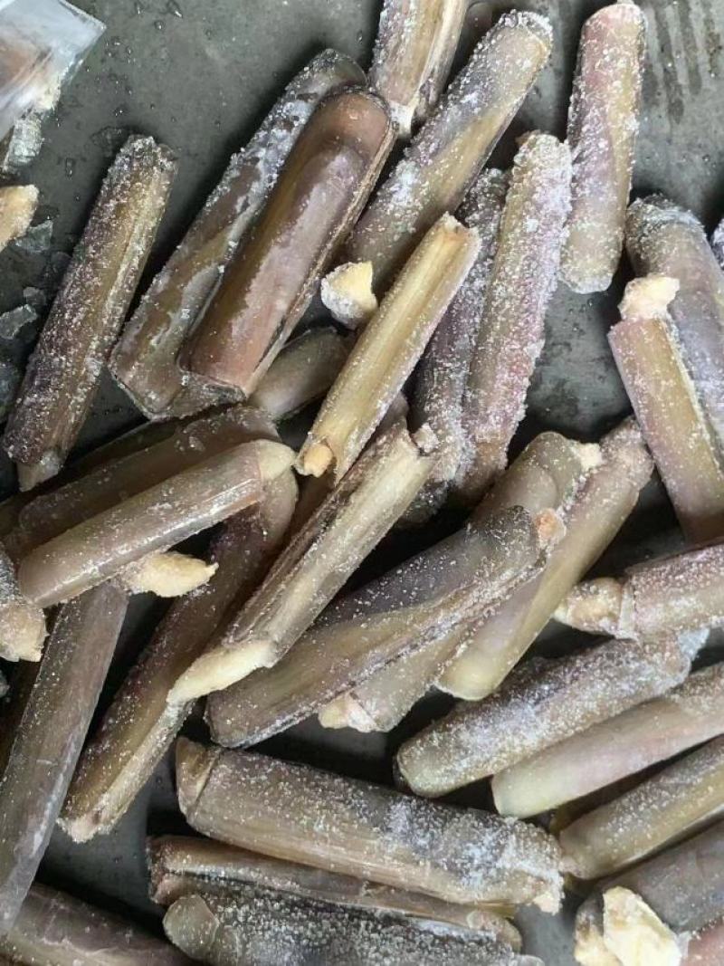 竹蛏批发蛏子批发竹蛏大竹蛏海蛏批发海蛏大海蛏