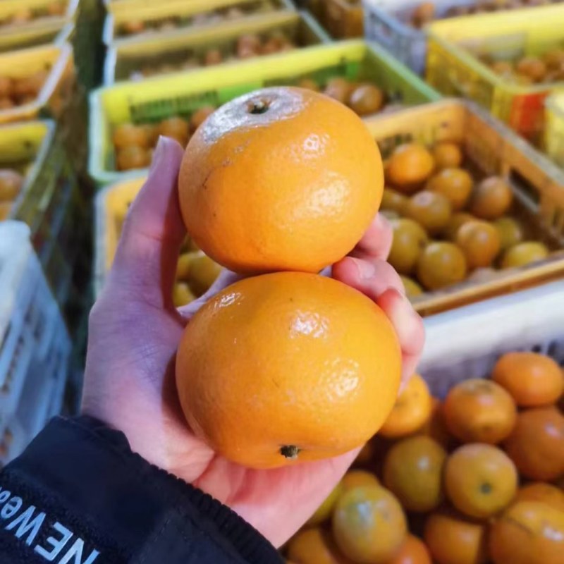 广西武鸣沃柑一件代发接京东拼多多淘宝社区团购