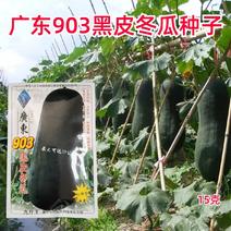 广东903黑皮冬瓜种子最大可达25公斤种植户农家蔬菜种子