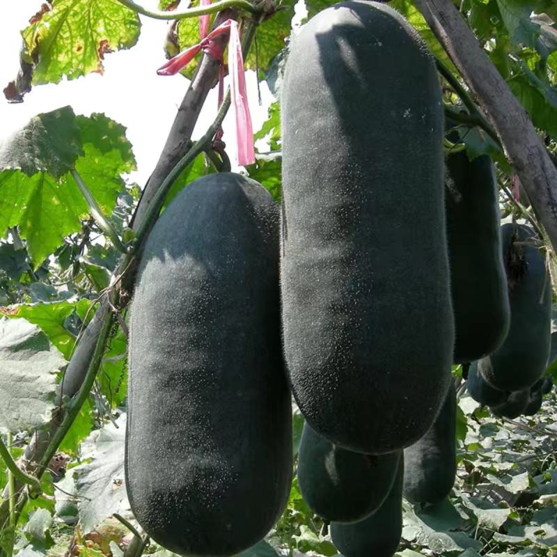 广东903黑皮冬瓜种子最大可达25公斤种植户农家蔬菜种子