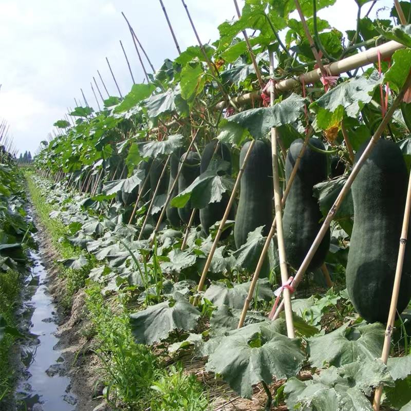广东903黑皮冬瓜种子最大可达25公斤种植户农家蔬菜种子