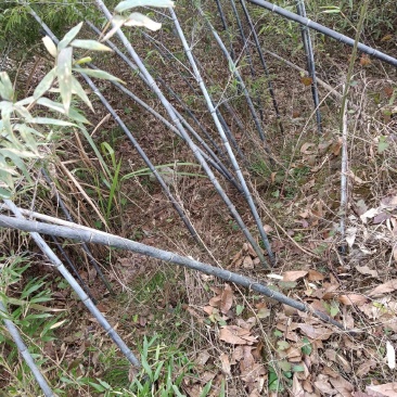紫竹
