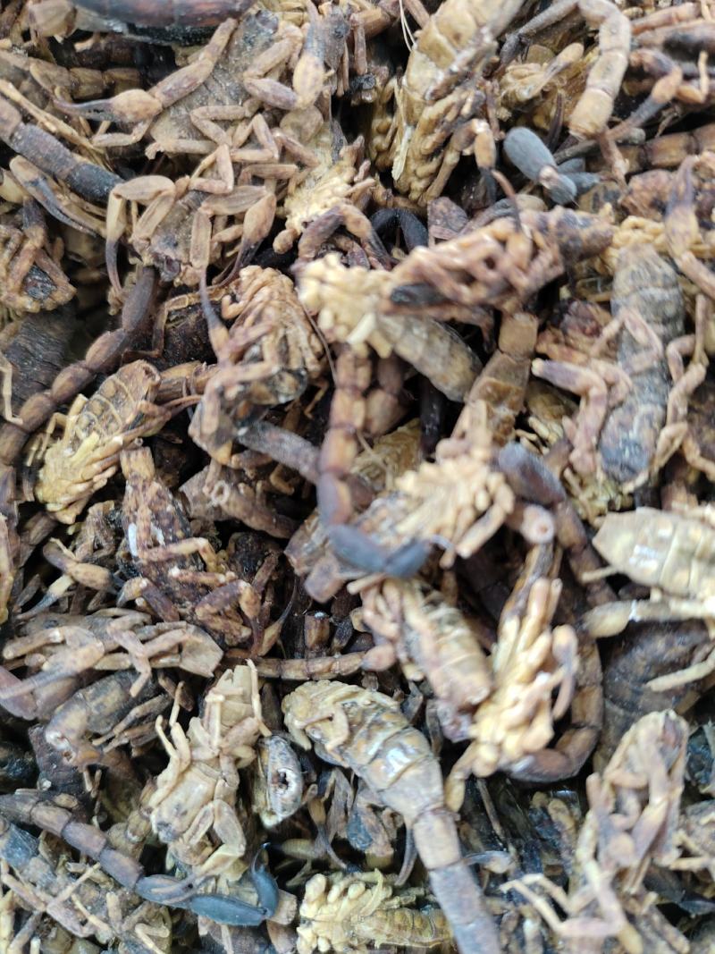 精品蜈蚣中药材蜈蚣欢迎采购一手货源量大从优