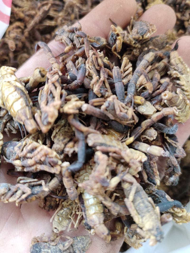 精品蜈蚣中药材蜈蚣欢迎采购一手货源量大从优