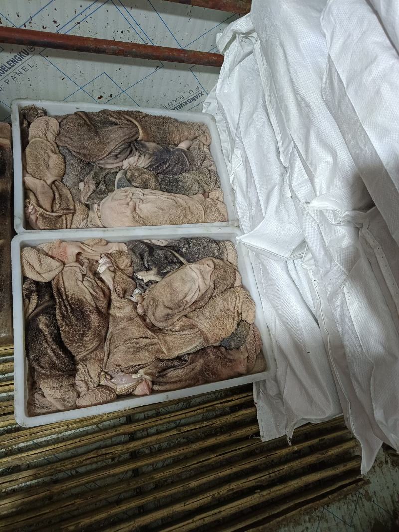 新鲜羊肚寻找合作伙伴