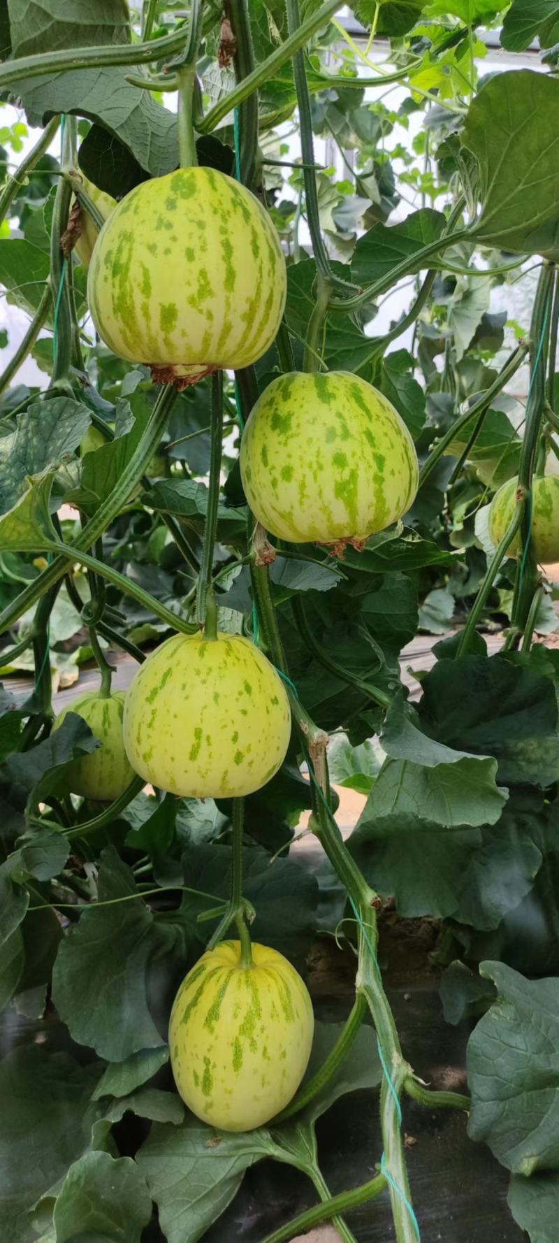 花冠花梨甜瓜种子薄皮甜瓜种籽含糖高超甜耐湿抗病花皮香瓜