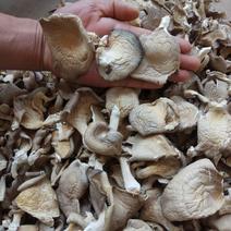 【平菇干】鲍鱼菇蘑菇特级4cm，保质保量，自然风干