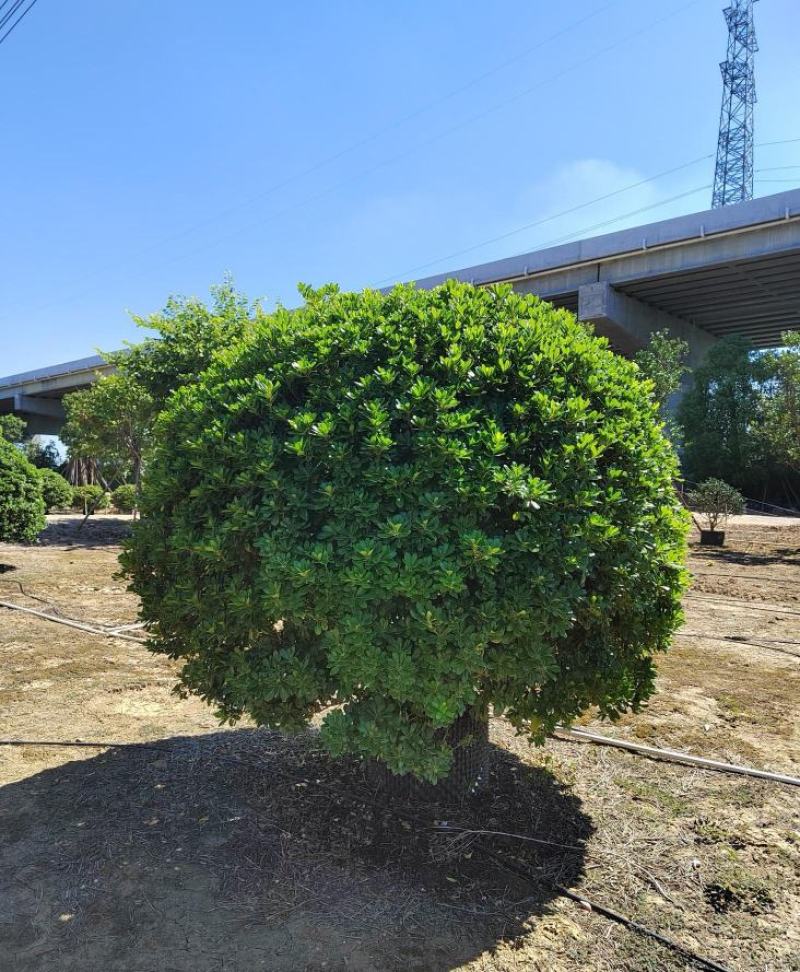 海桐球福建漳州海桐球场地直销量大从优