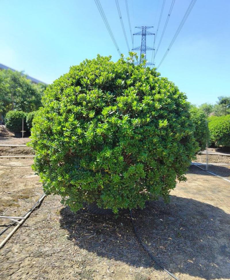 海桐球福建漳州海桐球场地直销量大从优