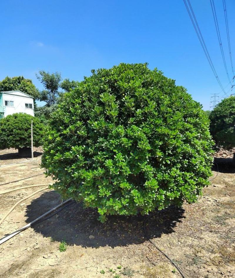 海桐球福建漳州海桐球场地直销量大从优