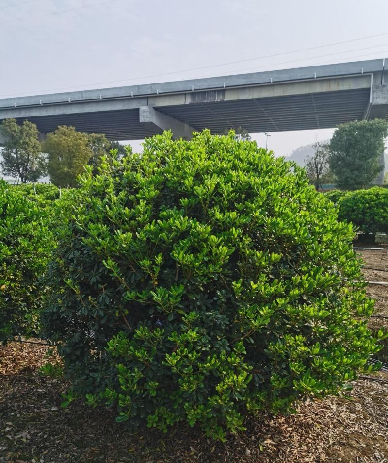 海桐球福建漳州海桐球场地直销量大从优