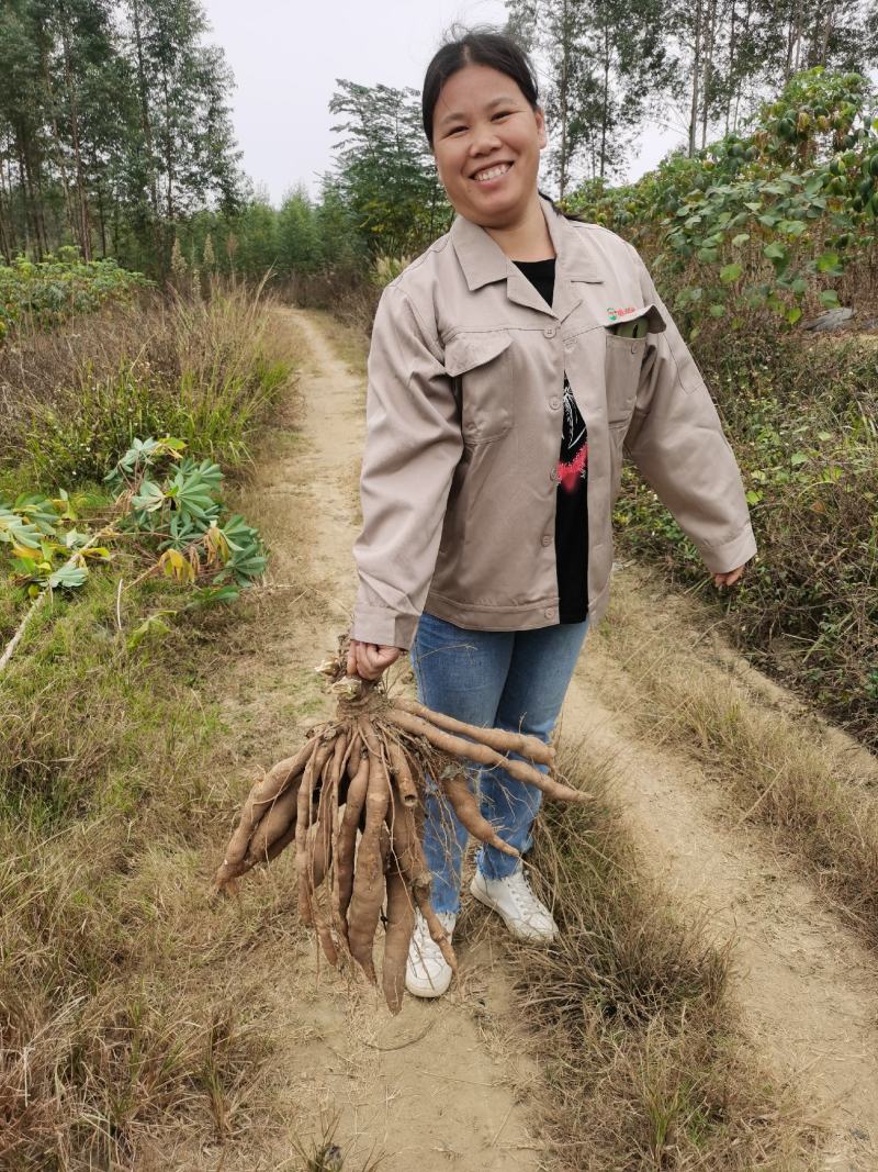 来宾新鲜现挖白面包木薯