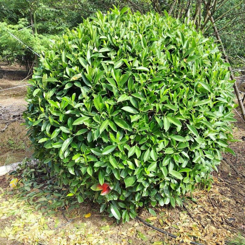 非洲茉莉球福建漳州非洲茉莉球货源充足量大从