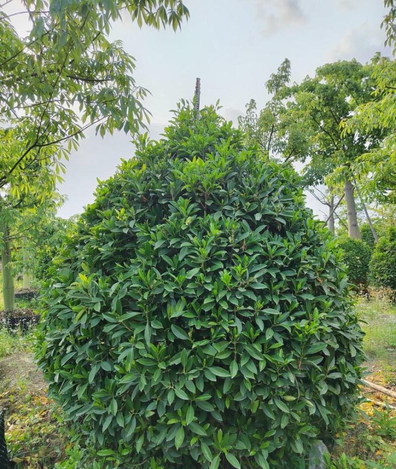 非洲茉莉球福建漳州非洲茉莉球货源充足量大从
