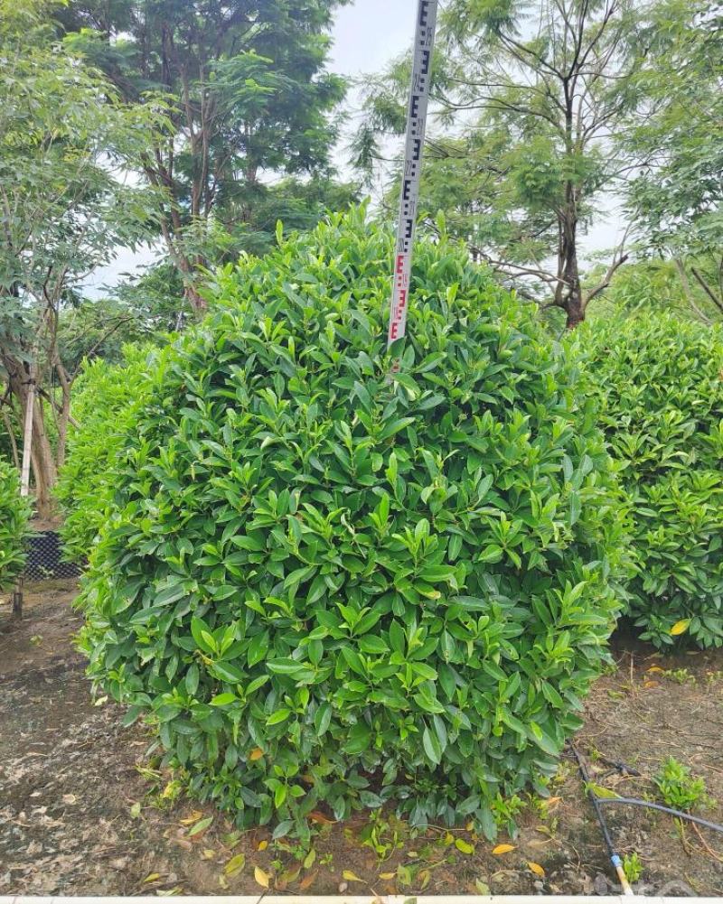 非洲茉莉球福建漳州非洲茉莉球货源充足量大从
