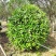非洲茉莉球福建漳州非洲茉莉球货源充足量大从