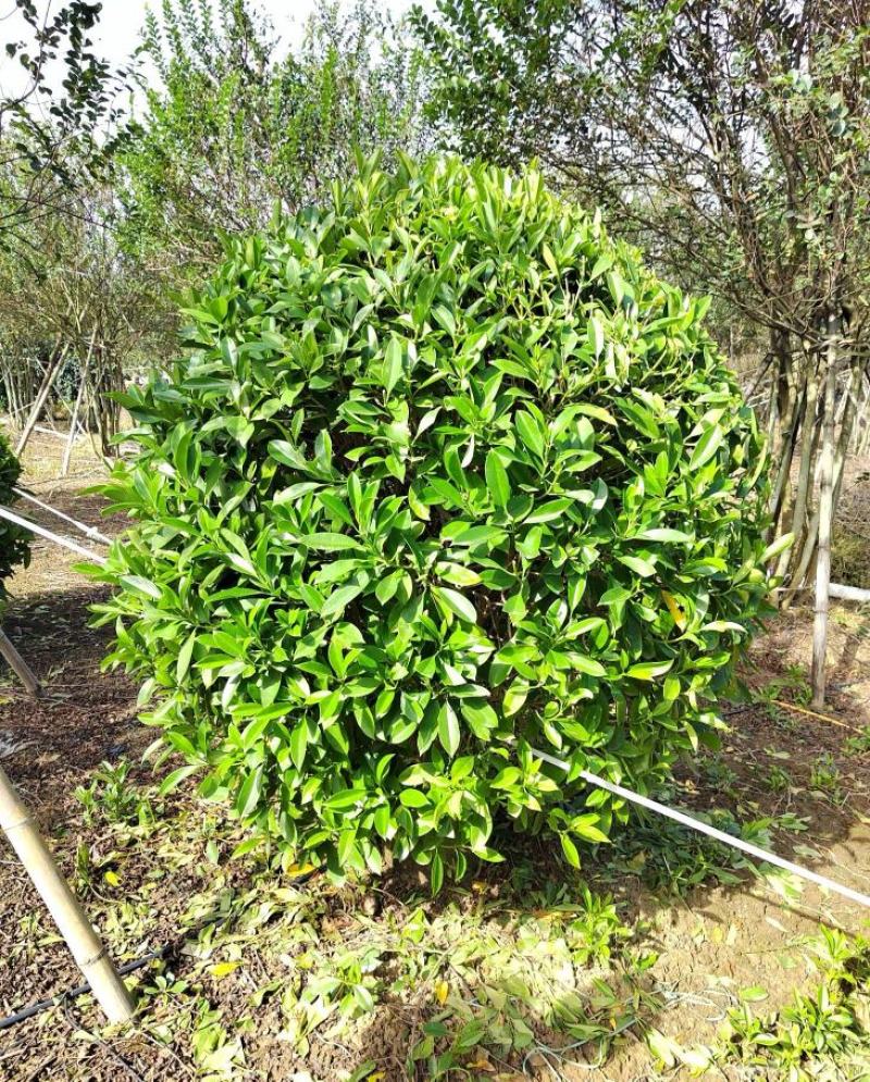 非洲茉莉球福建漳州非洲茉莉球货源充足量大从
