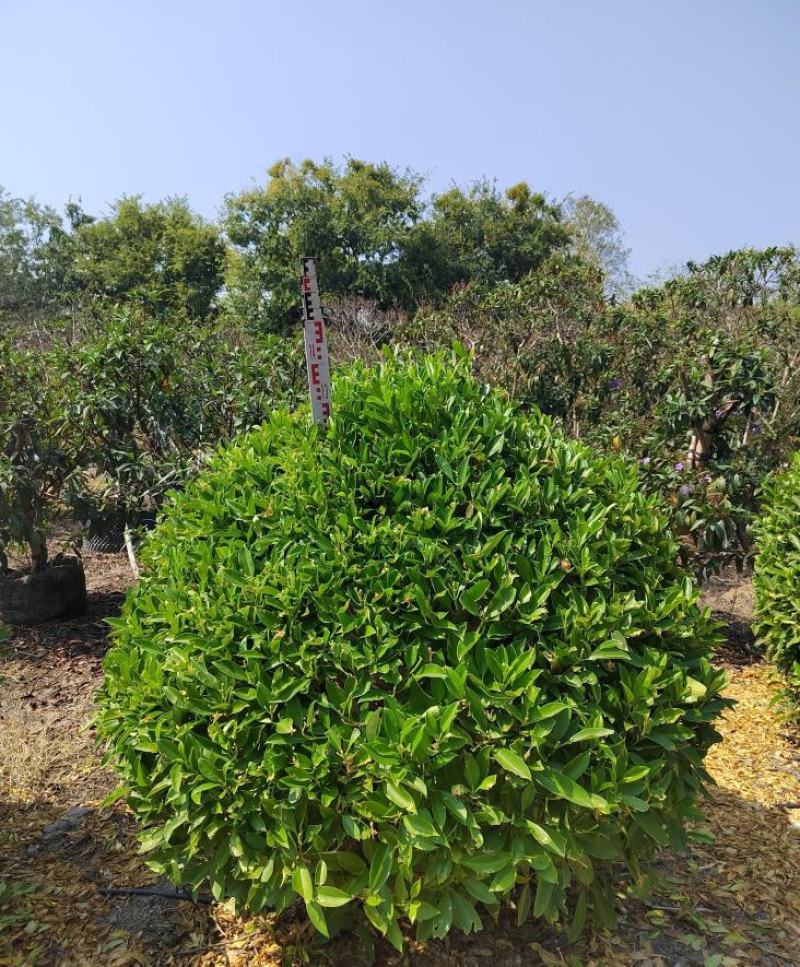 非洲茉莉球福建漳州非洲茉莉球货源充足量大从