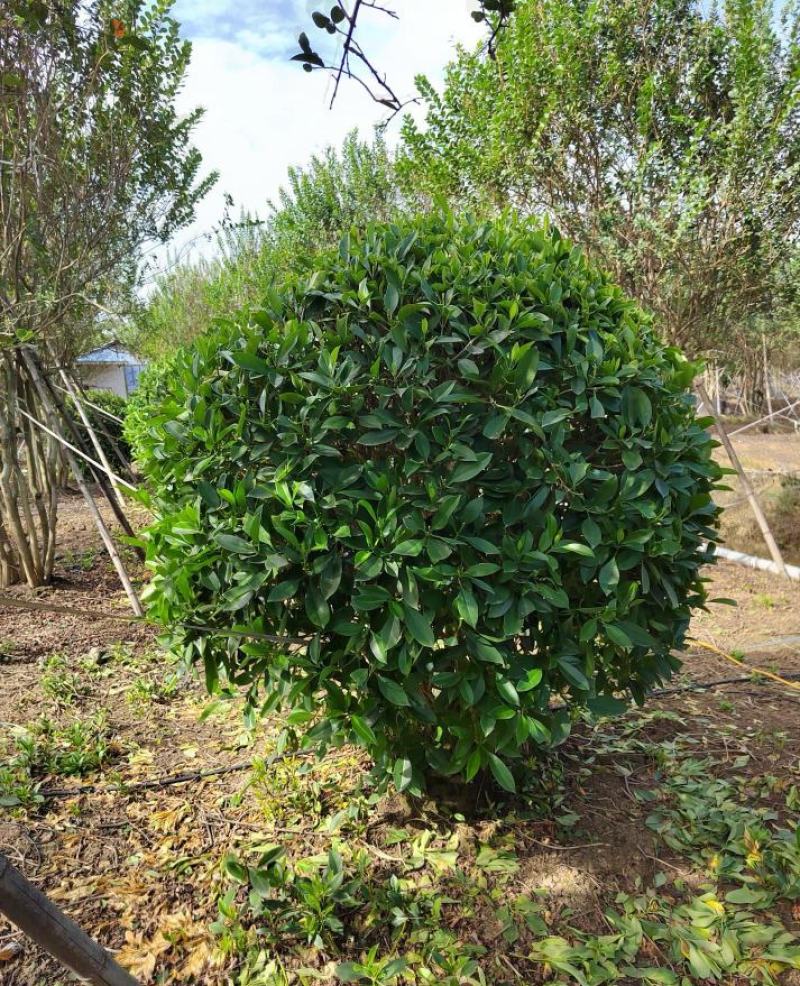 非洲茉莉球福建漳州非洲茉莉球货源充足量大从
