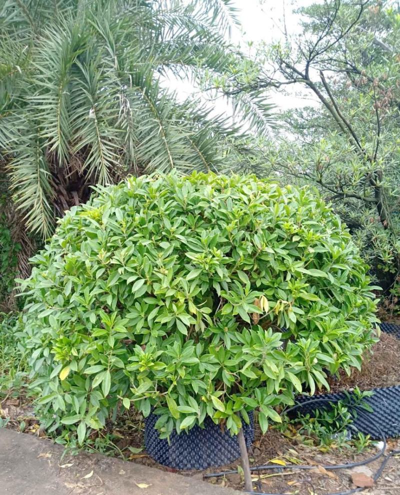 非洲茉莉球福建漳州非洲茉莉球货源充足量大从