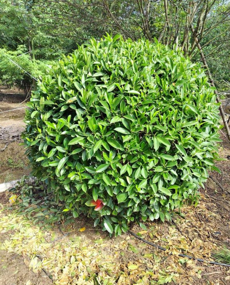非洲茉莉球福建漳州非洲茉莉球货源充足量大从