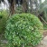 非洲茉莉球福建漳州非洲茉莉球货源充足量大从