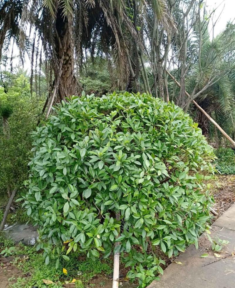 非洲茉莉球福建漳州非洲茉莉球货源充足量大从