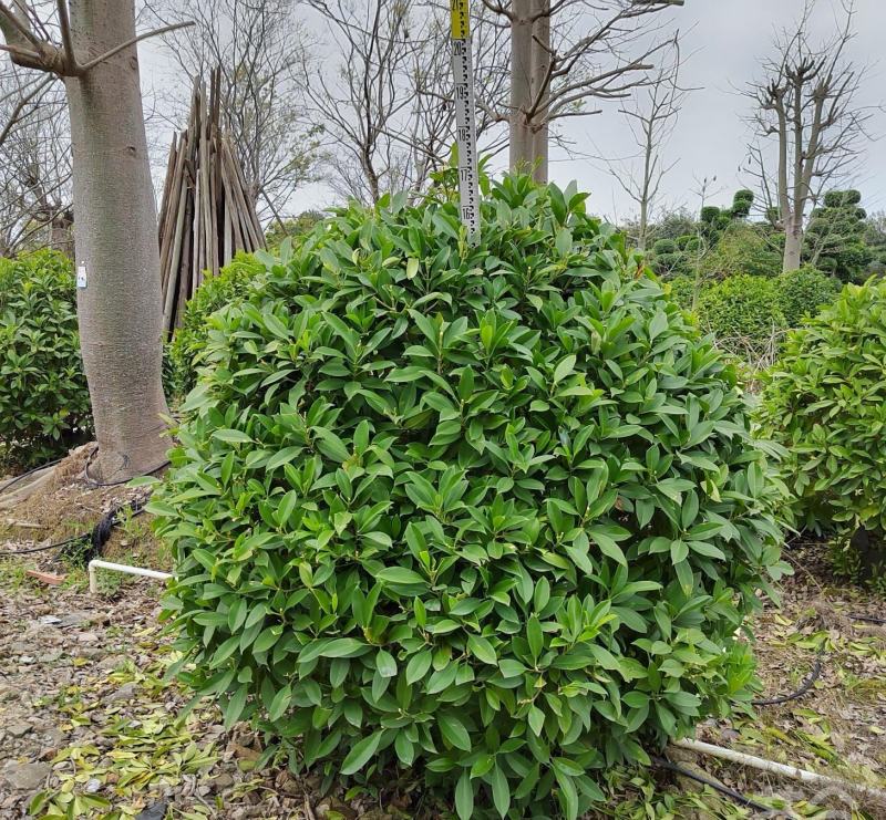 非洲茉莉球福建漳州非洲茉莉球货源充足量大从