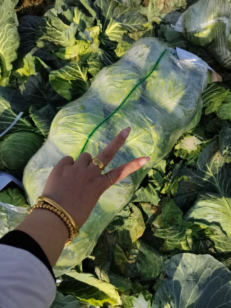 精品旺旺甘蓝2~3斤产地直销物美价廉大量有货